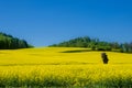 fields. Rapeseed Brassica napus Royalty Free Stock Photo