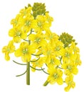 flower (Brassica napus). Vector illustration.