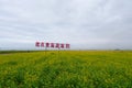 Rape flower field and cloudy sky in Qinghai Province China. Chinese translation : Waiting in Qinghai Lake Royalty Free Stock Photo