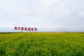 Rape flower field and cloudy sky in Qinghai Province China. Chinese translation : Waiting in Qinghai Lake Royalty Free Stock Photo