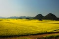 flower field of Luoping Royalty Free Stock Photo