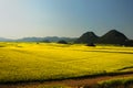 flower field of Luoping