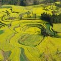 flower field of Luoping