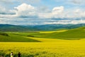 The flower fields on the hillside of Hulunbuir