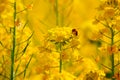 Rape flowers and bees Royalty Free Stock Photo