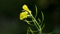 Rape Flowers with black background Royalty Free Stock Photo