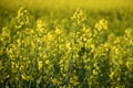 Rape flowers detail, spring field