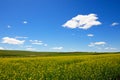 flowers field background