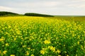 The flowers field in the steppe Royalty Free Stock Photo