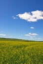 flowers field under blue sky and white cloud Royalty Free Stock Photo