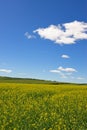 flowers field under blue sky and white cloud