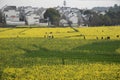 Nanjing yaxi international slow city canola pastoral scenery agricultural