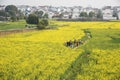 Nanjing yaxi international slow city canola pastoral scenery agricultural