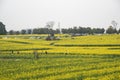 Nanjing yaxi international slow city canola pastoral scenery agricultural