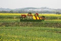 Nanjing yaxi international slow city canola pastoral scenery agricultural