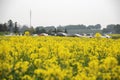 Nanjing yaxi international slow city canola pastoral scenery agricultural