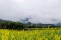 Rape flowers in the rain are in the countryside and there is fog in the distant mountains