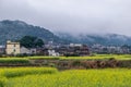 Rape flowers in the rain are in the countryside and there is fog in the distant mountains