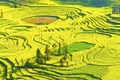 in full bloom in luoping county in yunnan province