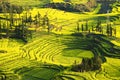 in full bloom in luoping county in yunnan province