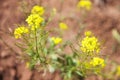 Rape: a green bush with small yellow flowers - a perennial herb with two-year shoots on brown fuzzy background.