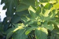 Rape green fig growing on a branch of a big tree with beautiful leaves in bright summer sun light. Exotic fruit harvest