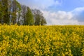 meadow under blue sky