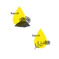 Rape oil icons set. Hand drawn sketch. Extract of plant. Vector illustration