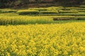 plant flower field