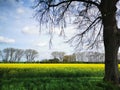 Rape plants in bloom in the fields Royalty Free Stock Photo