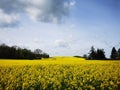Rape plants in bloom in the fields Royalty Free Stock Photo