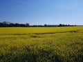 Rape plants in bloom in the fields Royalty Free Stock Photo