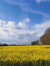 Rape plants in bloom in the fields Royalty Free Stock Photo