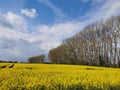Rape plants in bloom in the fields Royalty Free Stock Photo