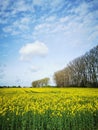 Rape plants in bloom in the fields Royalty Free Stock Photo
