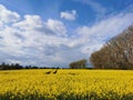 Rape plants in bloom in the fields Royalty Free Stock Photo