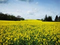 Rape plants in bloom in the fields Royalty Free Stock Photo