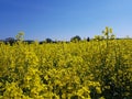 Rape plants in bloom in the fields Royalty Free Stock Photo