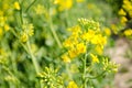 Rape. Rapeseed field during flowering. Cabbage family. Oilseed culture. Agriculture. Farming Royalty Free Stock Photo