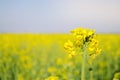 Rape. Rapeseed field during flowering. Cabbage family. Oilseed culture. Agriculture. Farming Royalty Free Stock Photo
