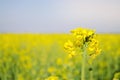 Rape. Rapeseed field during flowering. Cabbage family. Oilseed culture. Agriculture. Farming