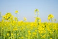 Rape. Rapeseed field during flowering. Cabbage family. Oilseed culture. Agriculture. Farming Royalty Free Stock Photo