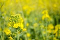 Rape. Rapeseed field during flowering. Cabbage family. Oilseed culture. Agriculture. Farming