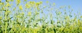 Rape. Rapeseed field during flowering. Cabbage family. Oilseed culture. Agriculture. Farming