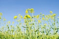 Rape. Rapeseed field during flowering. Cabbage family. Oilseed culture. Agriculture. Farming Royalty Free Stock Photo