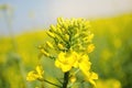 Rape. Rapeseed field during flowering. Cabbage family. Oilseed culture. Agriculture. Farming. Soft selective focus. Blurred Royalty Free Stock Photo