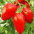 red tomatoes in greenhouse Royalty Free Stock Photo