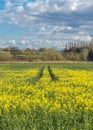 seed field in Essex countryside in spring. Royalty Free Stock Photo