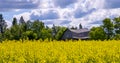 A rape seed field with an old dilapidated abandoned house on a sunny day.