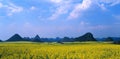 seed field panorama Royalty Free Stock Photo